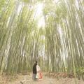 KYT-arashiyama_spot1.jpg